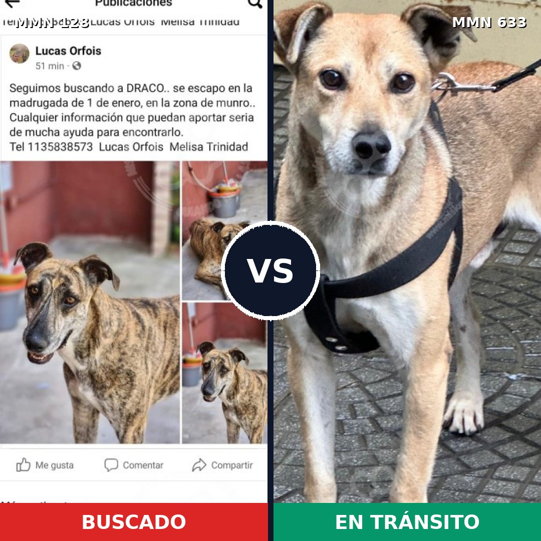 Comparativa MMS 3217: mascota perdida y mascota encontrada, 3% de similitud