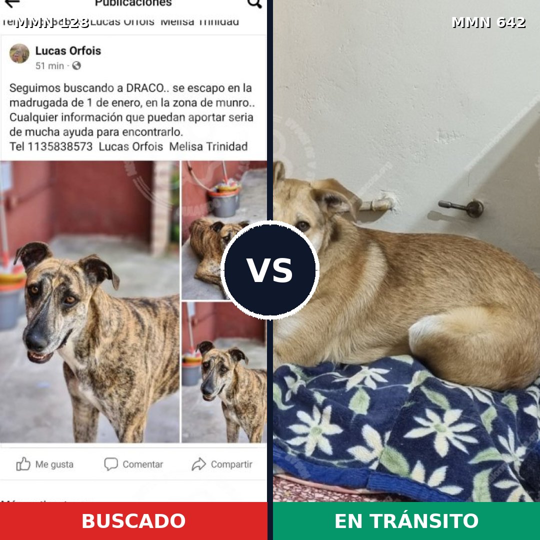 Comparativa MMS 3218: mascota perdida y mascota encontrada, 53% de similitud