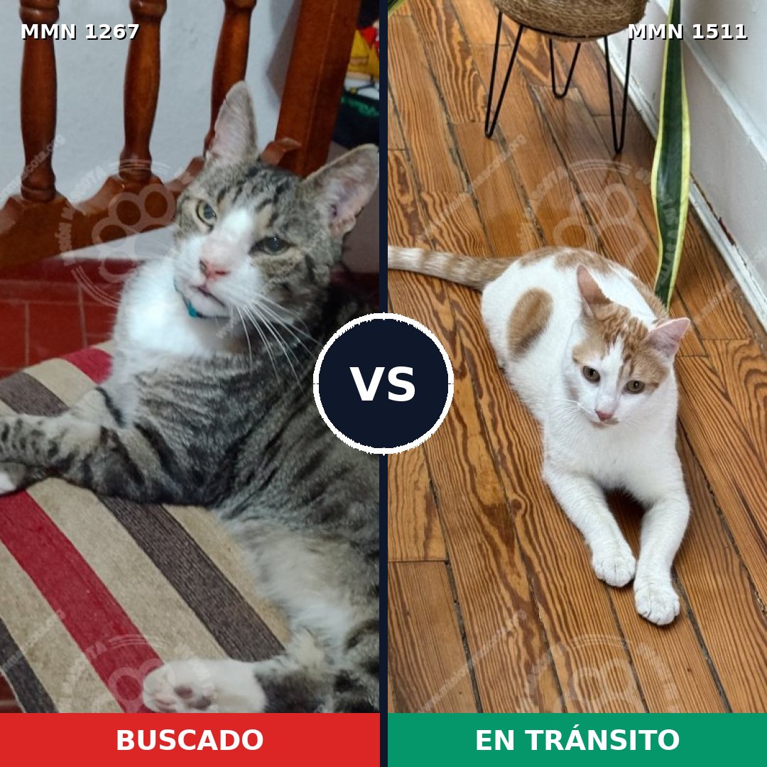 Comparativa MMS 32182: mascota perdida y mascota encontrada, 61% de similitud