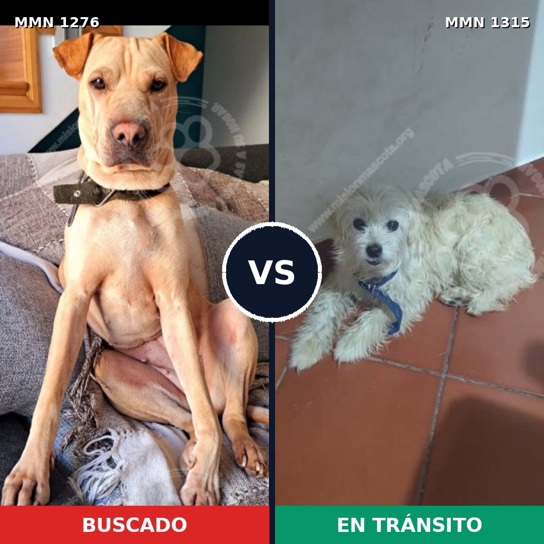 Comparativa MMS 32186: mascota perdida y mascota encontrada, 50% de similitud