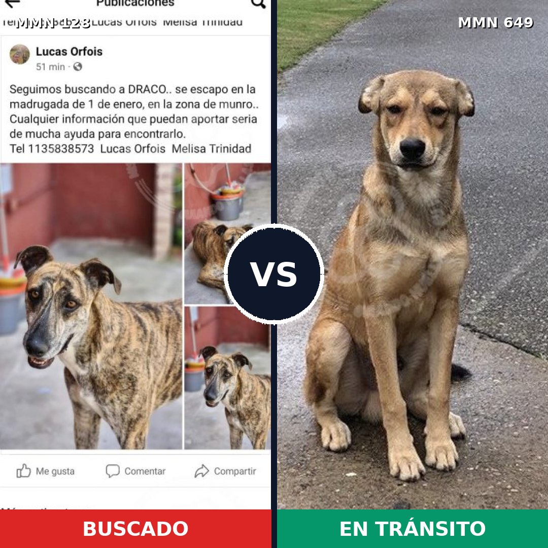 Comparativa MMS 3219: mascota perdida y mascota encontrada, 45% de similitud