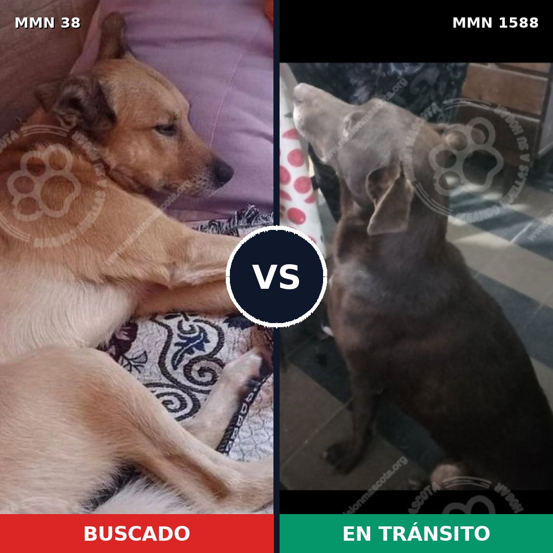 Comparativa MMS 32190: mascota perdida y mascota encontrada, 58% de similitud