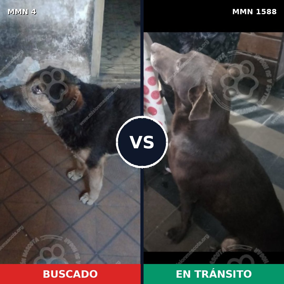 Comparativa MMS 32191: mascota perdida y mascota encontrada, 47% de similitud