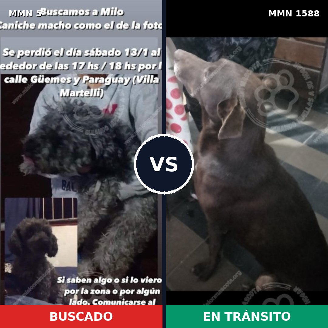 Comparativa MMS 32192: mascota perdida y mascota encontrada, 29% de similitud