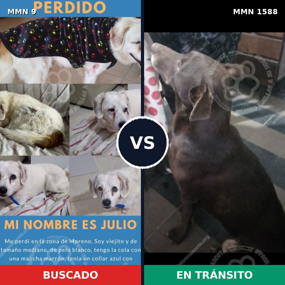Comparativa MMS 32193: mascota perdida y mascota encontrada, 53% de similitud