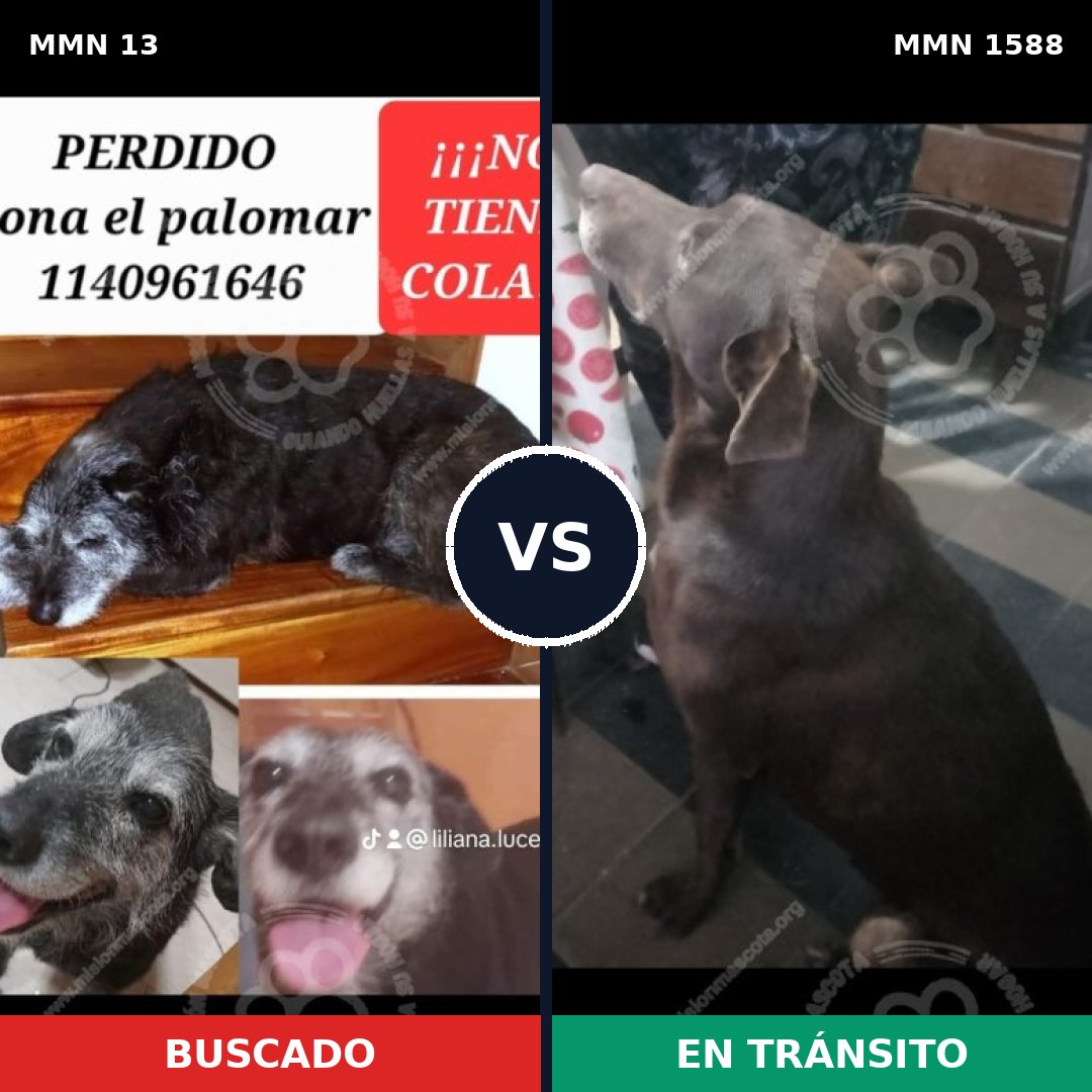 Comparativa MMS 32195: mascota perdida y mascota encontrada, 51% de similitud
