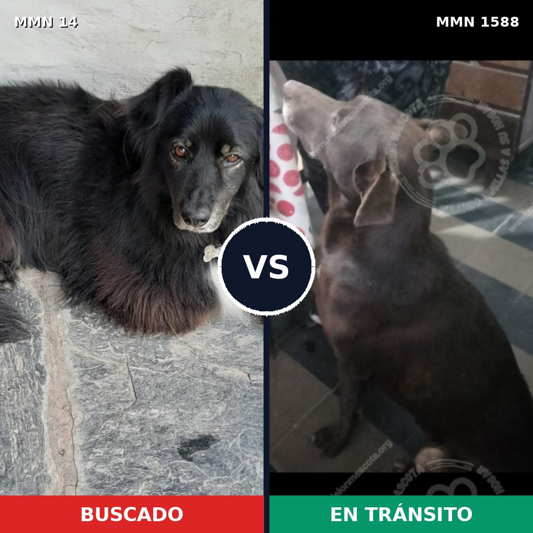 Comparativa MMS 32196: mascota perdida y mascota encontrada, 62% de similitud