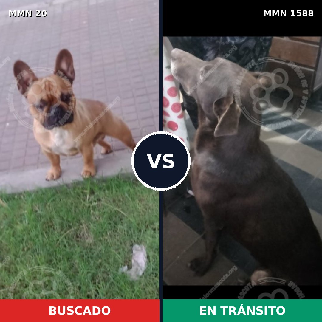 Comparativa MMS 32197: mascota perdida y mascota encontrada, 15% de similitud