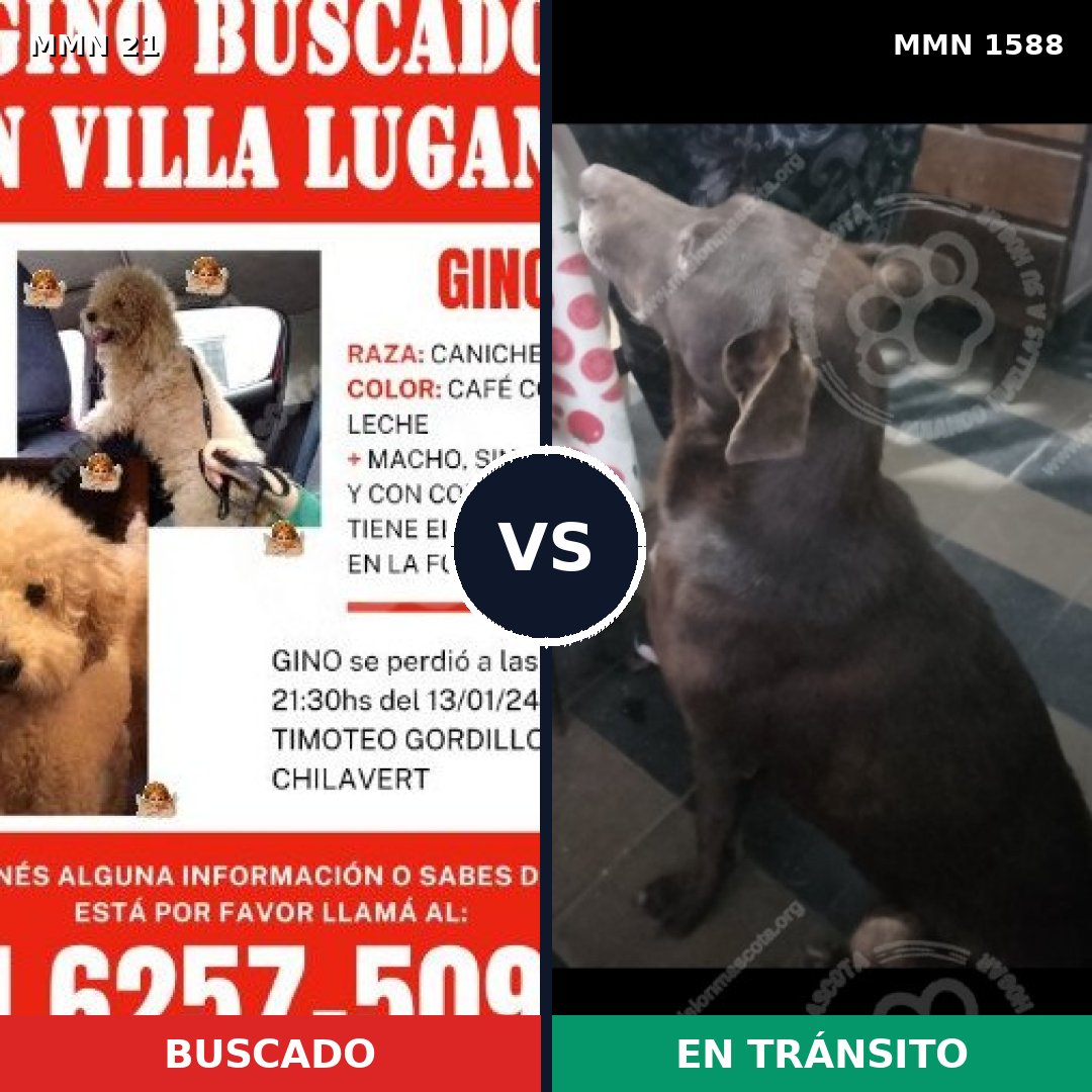 Comparativa MMS 32198: mascota perdida y mascota encontrada, 21% de similitud