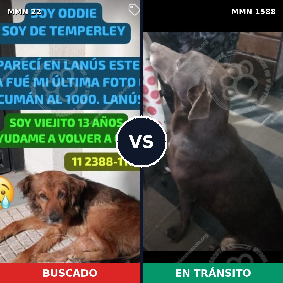Comparativa MMS 32199: mascota perdida y mascota encontrada, 47% de similitud