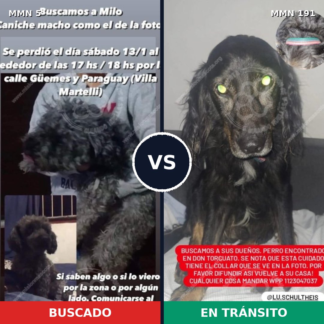 Comparativa MMS 322: mascota perdida y mascota encontrada, 40% de similitud