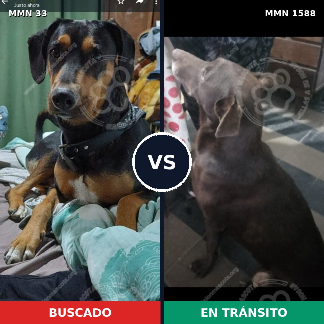 Comparativa MMS 32201: mascota perdida y mascota encontrada, 60% de similitud