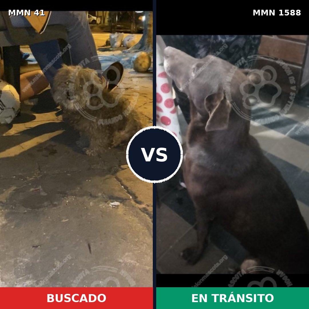 Comparativa MMS 32202: mascota perdida y mascota encontrada, 49% de similitud