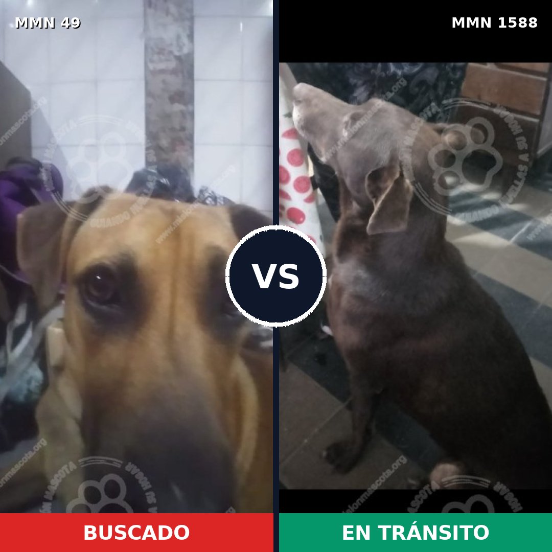Comparativa MMS 32203: mascota perdida y mascota encontrada, 60% de similitud