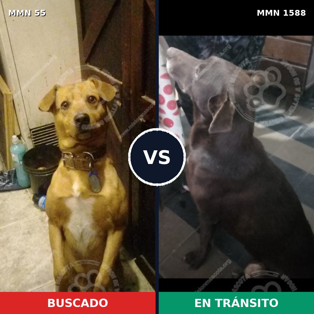 Comparativa MMS 32204: mascota perdida y mascota encontrada, 50% de similitud
