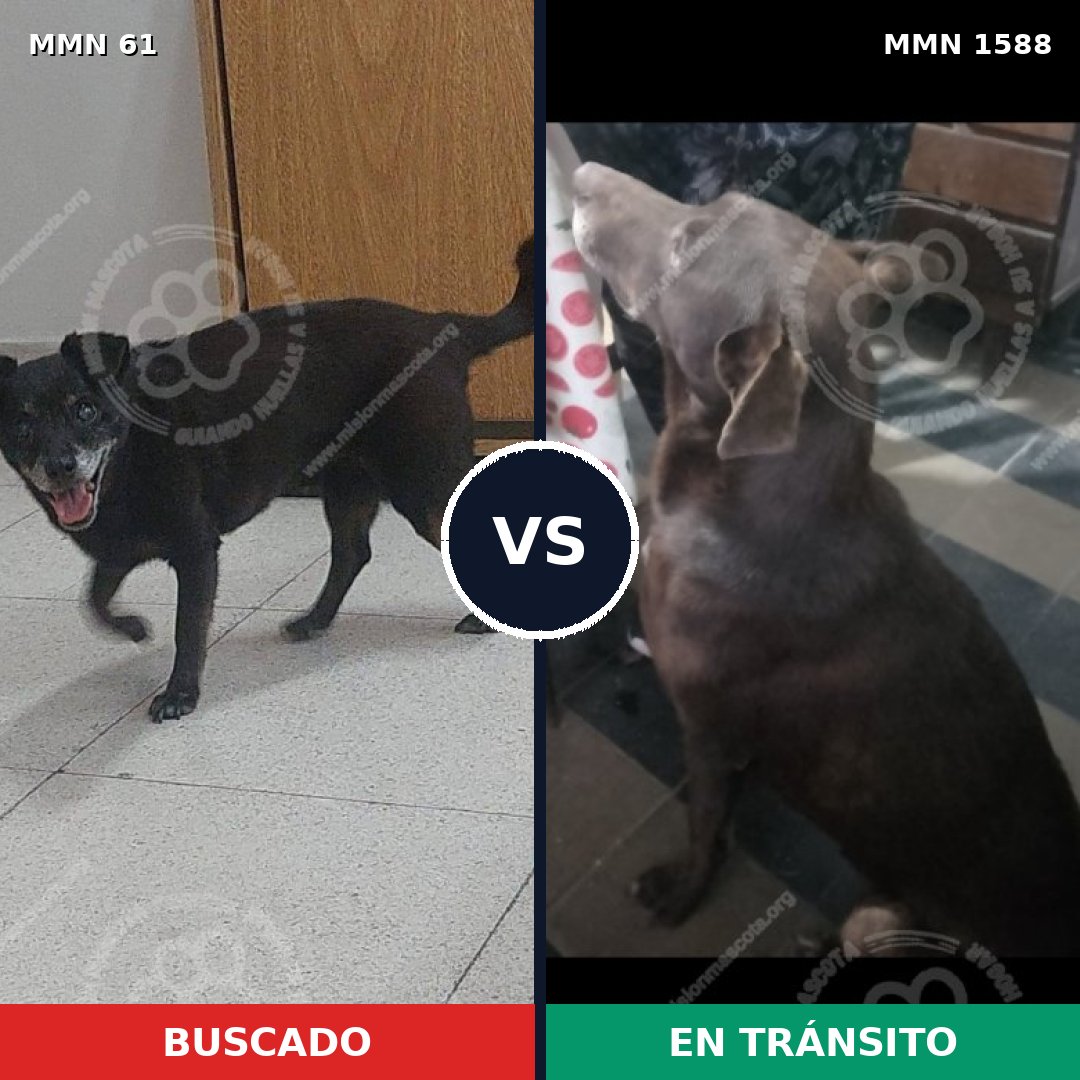 Comparativa MMS 32205: mascota perdida y mascota encontrada, 47% de similitud