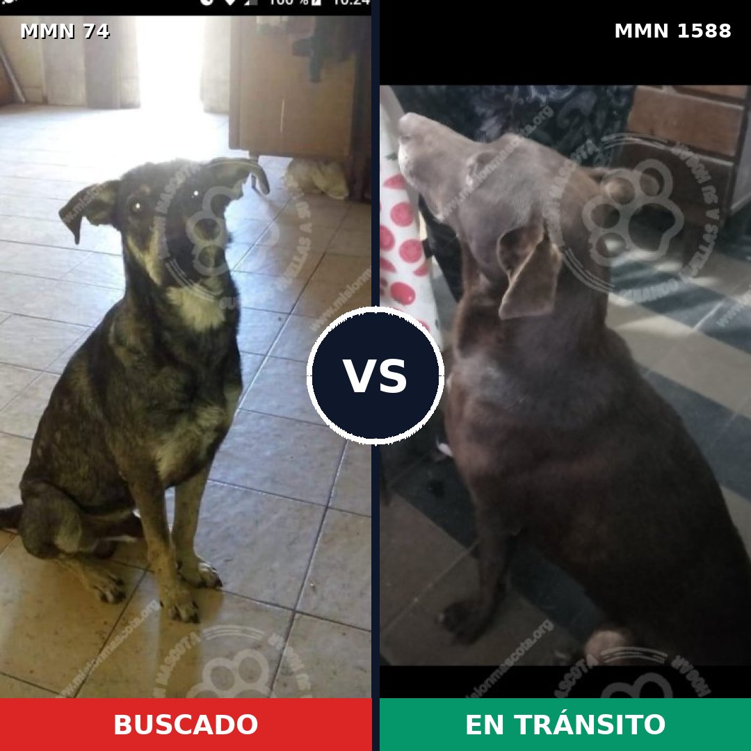 Comparativa MMS 32206: mascota perdida y mascota encontrada, 58% de similitud