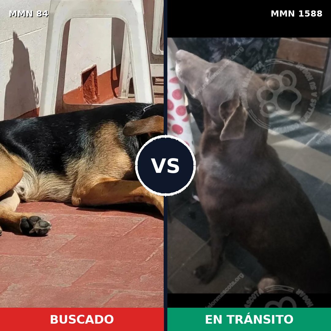 Comparativa MMS 32207: mascota perdida y mascota encontrada, 61% de similitud