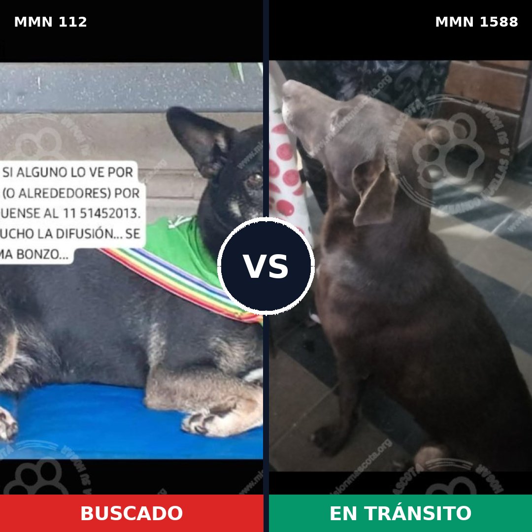 Comparativa MMS 32208: mascota perdida y mascota encontrada, 49% de similitud