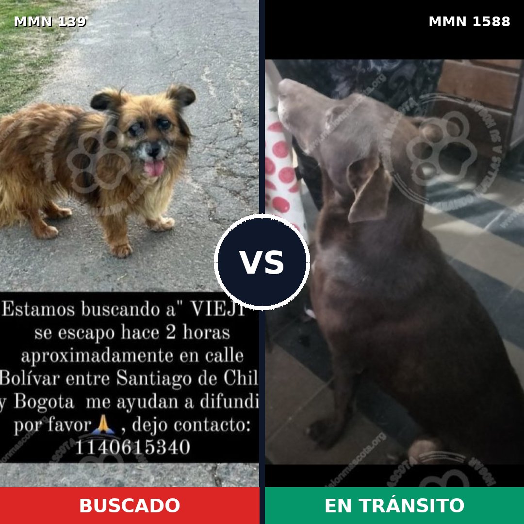 Comparativa MMS 32209: mascota perdida y mascota encontrada, 47% de similitud