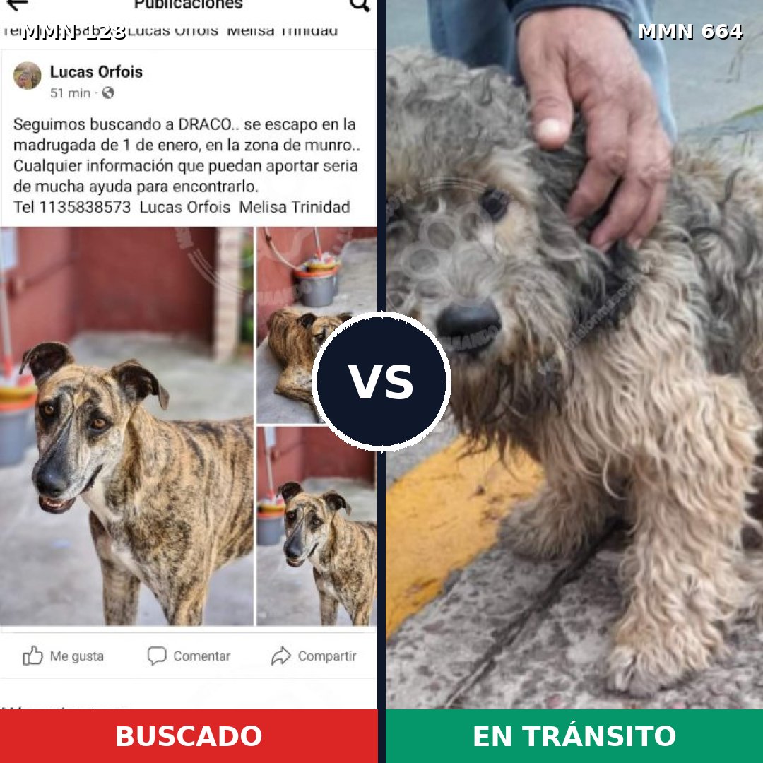 Comparativa MMS 3221: mascota perdida y mascota encontrada, 4% de similitud