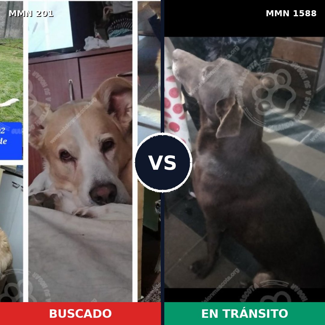 Comparativa MMS 32210: mascota perdida y mascota encontrada, 69% de similitud