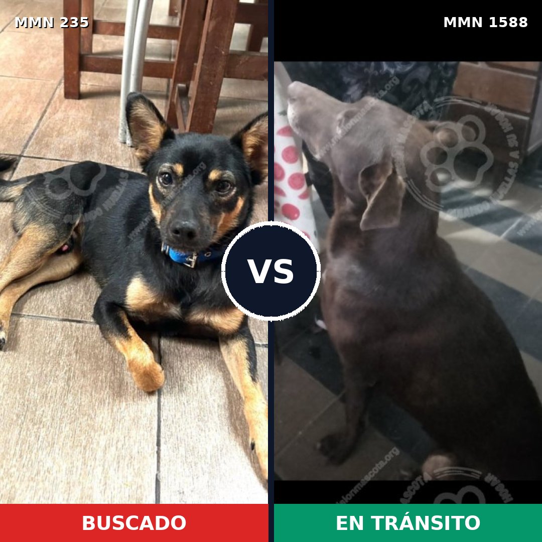 Comparativa MMS 32211: mascota perdida y mascota encontrada, 39% de similitud