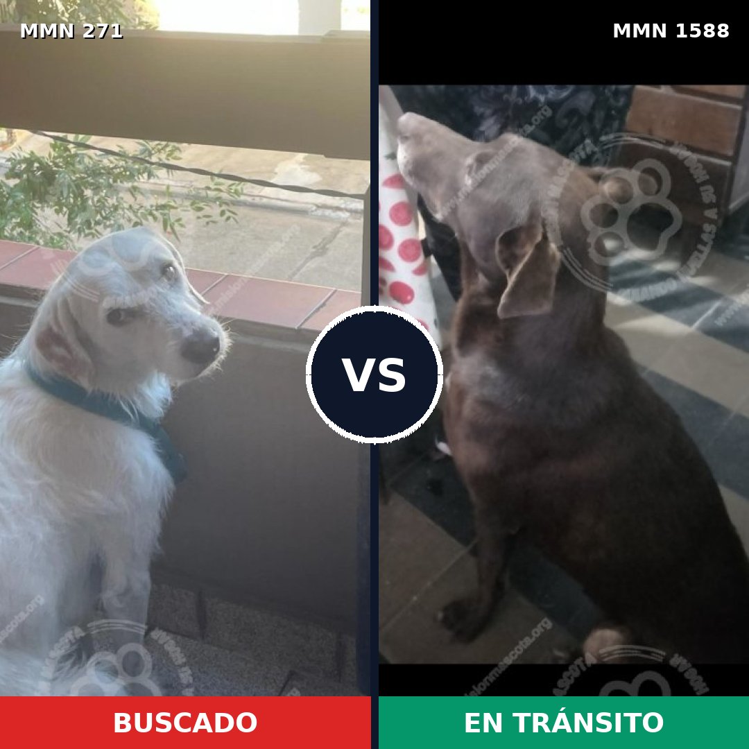 Comparativa MMS 32212: mascota perdida y mascota encontrada, 48% de similitud