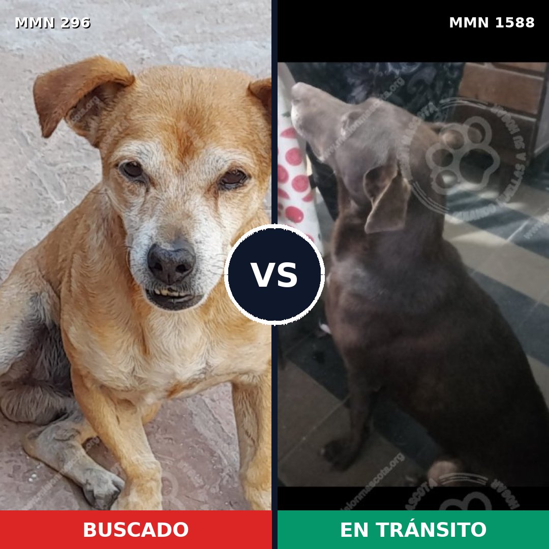 Comparativa MMS 32213: mascota perdida y mascota encontrada, 47% de similitud