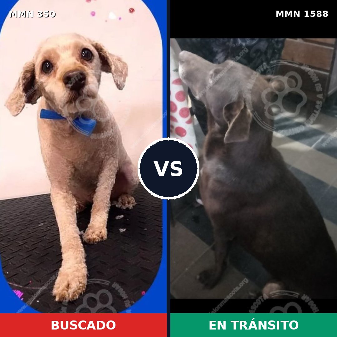 Comparativa MMS 32214: mascota perdida y mascota encontrada, 30% de similitud