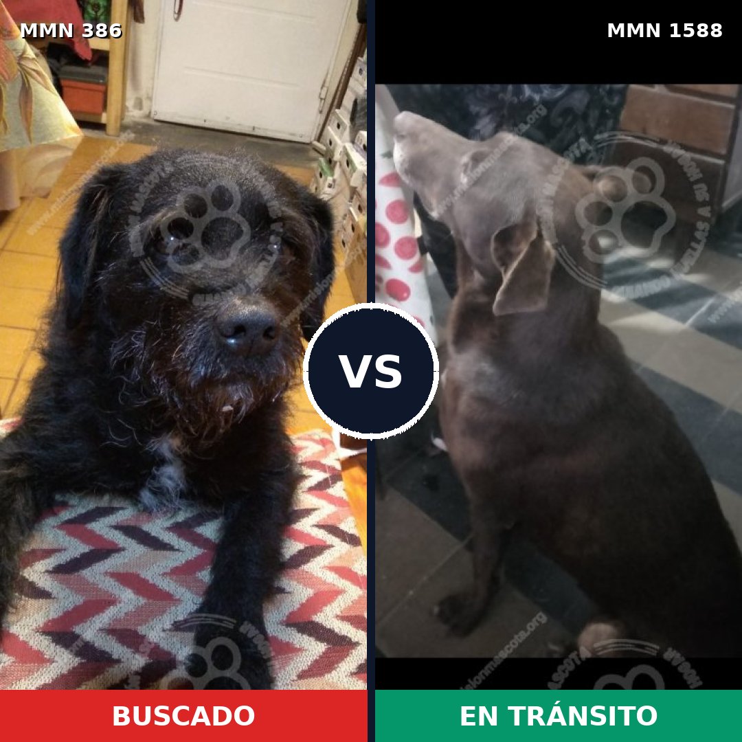 Comparativa MMS 32215: mascota perdida y mascota encontrada, 55% de similitud