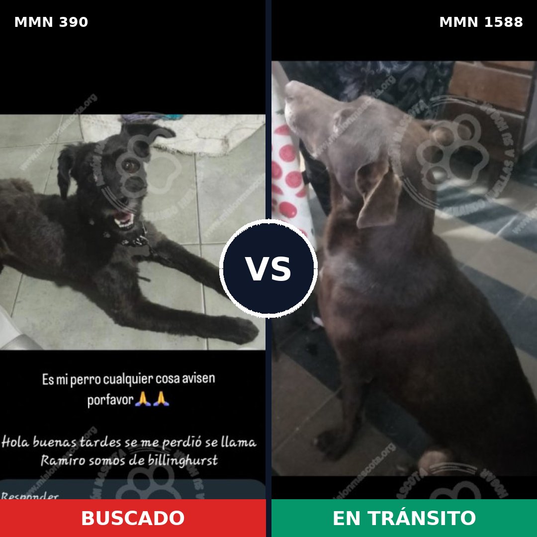 Comparativa MMS 32216: mascota perdida y mascota encontrada, 40% de similitud