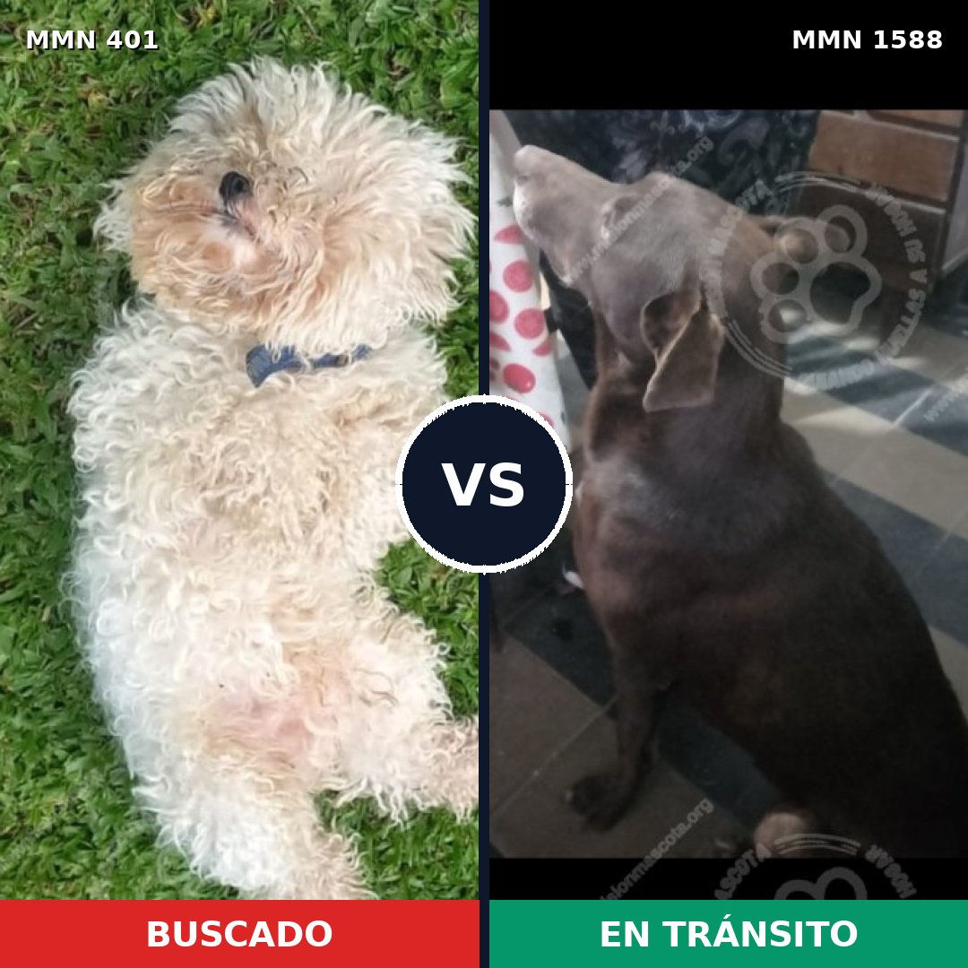 Comparativa MMS 32217: mascota perdida y mascota encontrada, 16% de similitud