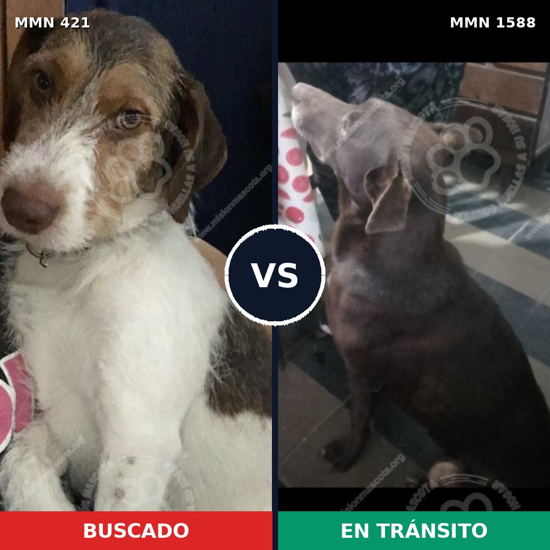 Comparativa MMS 32218: mascota perdida y mascota encontrada, 55% de similitud