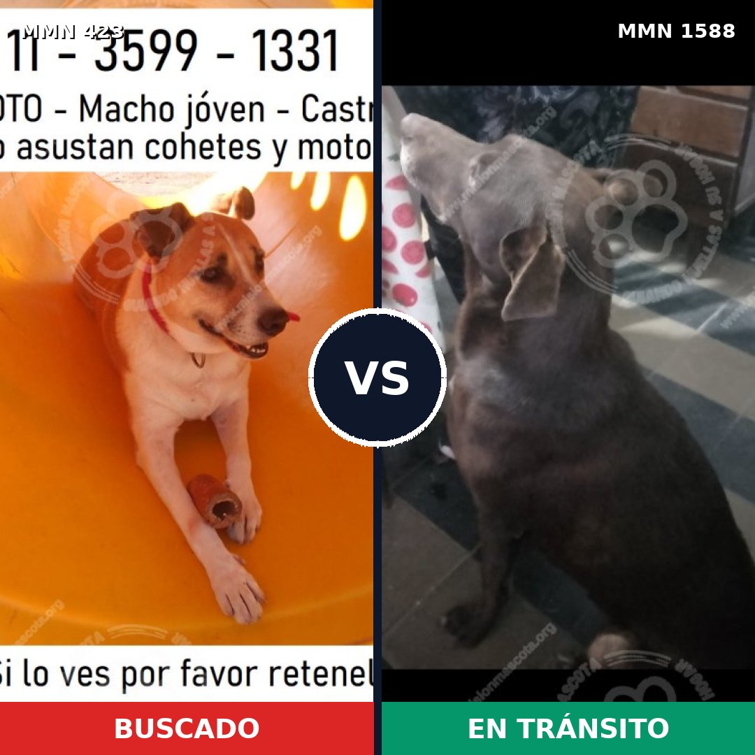 Comparativa MMS 32219: mascota perdida y mascota encontrada, 53% de similitud