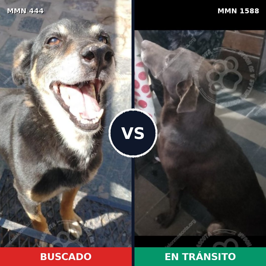 Comparativa MMS 32221: mascota perdida y mascota encontrada, 64% de similitud