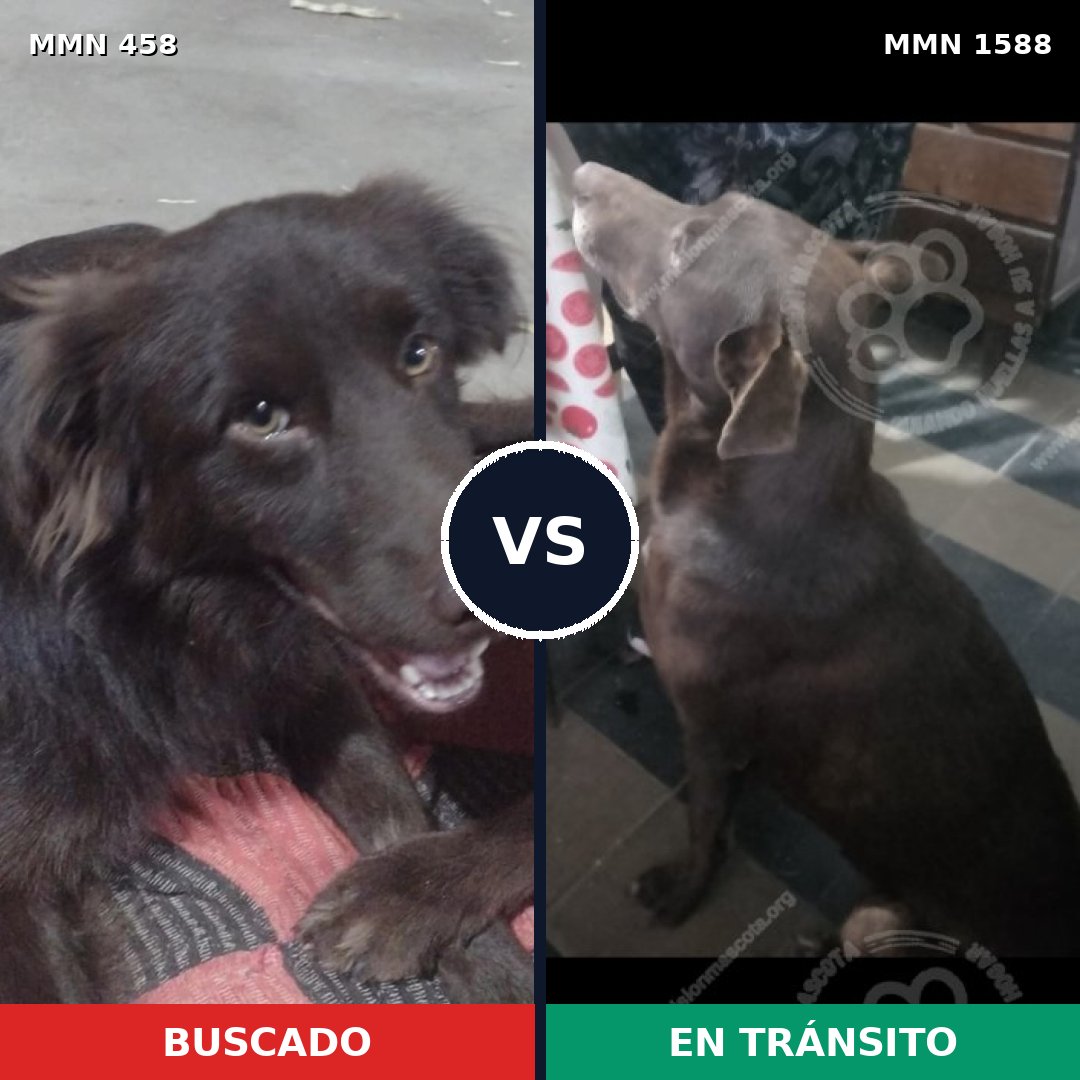 Comparativa MMS 32222: mascota perdida y mascota encontrada, 52% de similitud