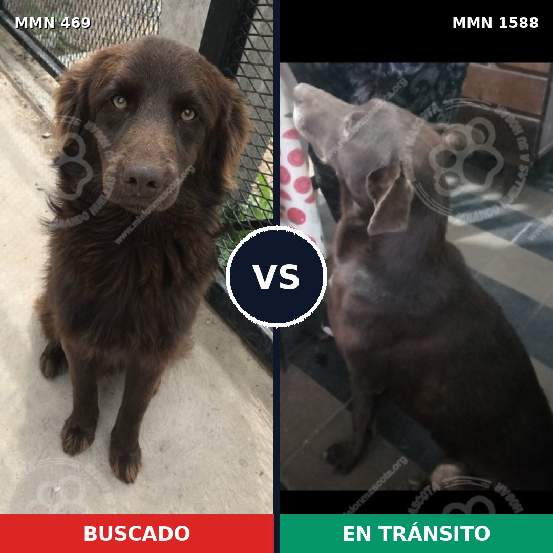 Comparativa MMS 32223: mascota perdida y mascota encontrada, 52% de similitud