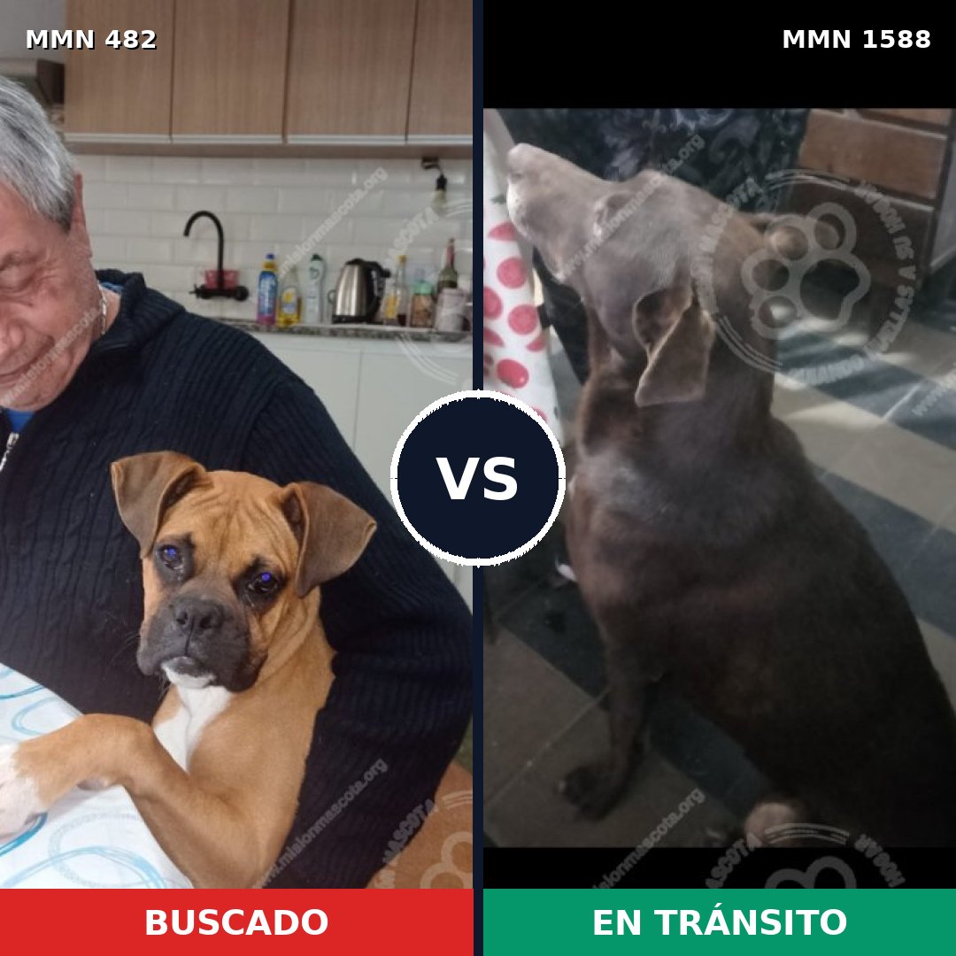 Comparativa MMS 32225: mascota perdida y mascota encontrada, 44% de similitud
