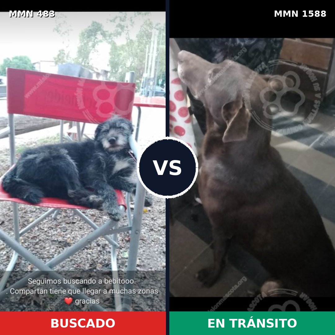 Comparativa MMS 32226: mascota perdida y mascota encontrada, 56% de similitud