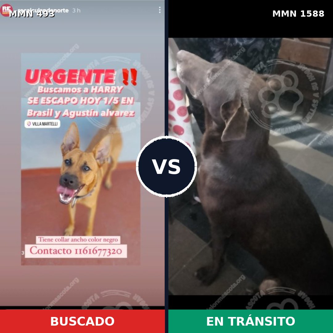Comparativa MMS 32227: mascota perdida y mascota encontrada, 55% de similitud