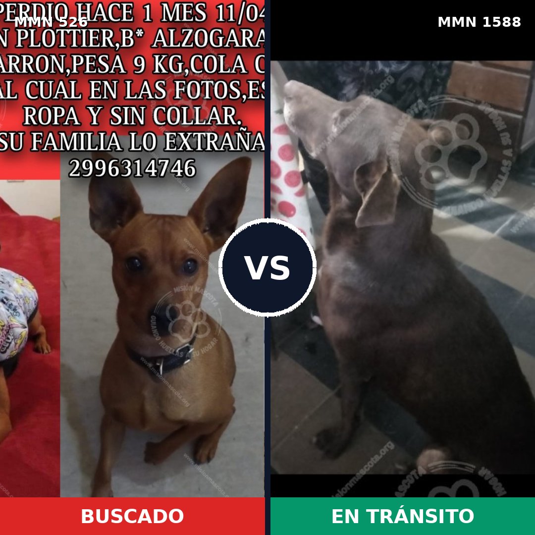 Comparativa MMS 32229: mascota perdida y mascota encontrada, 22% de similitud