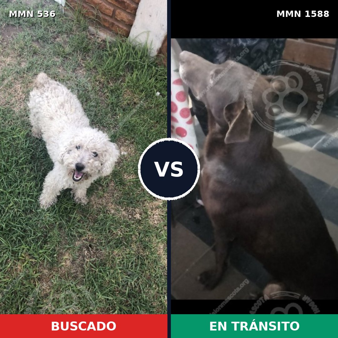 Comparativa MMS 32231: mascota perdida y mascota encontrada, 21% de similitud