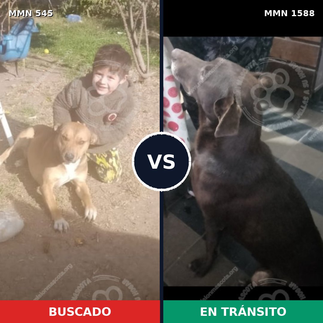 Comparativa MMS 32232: mascota perdida y mascota encontrada, 36% de similitud