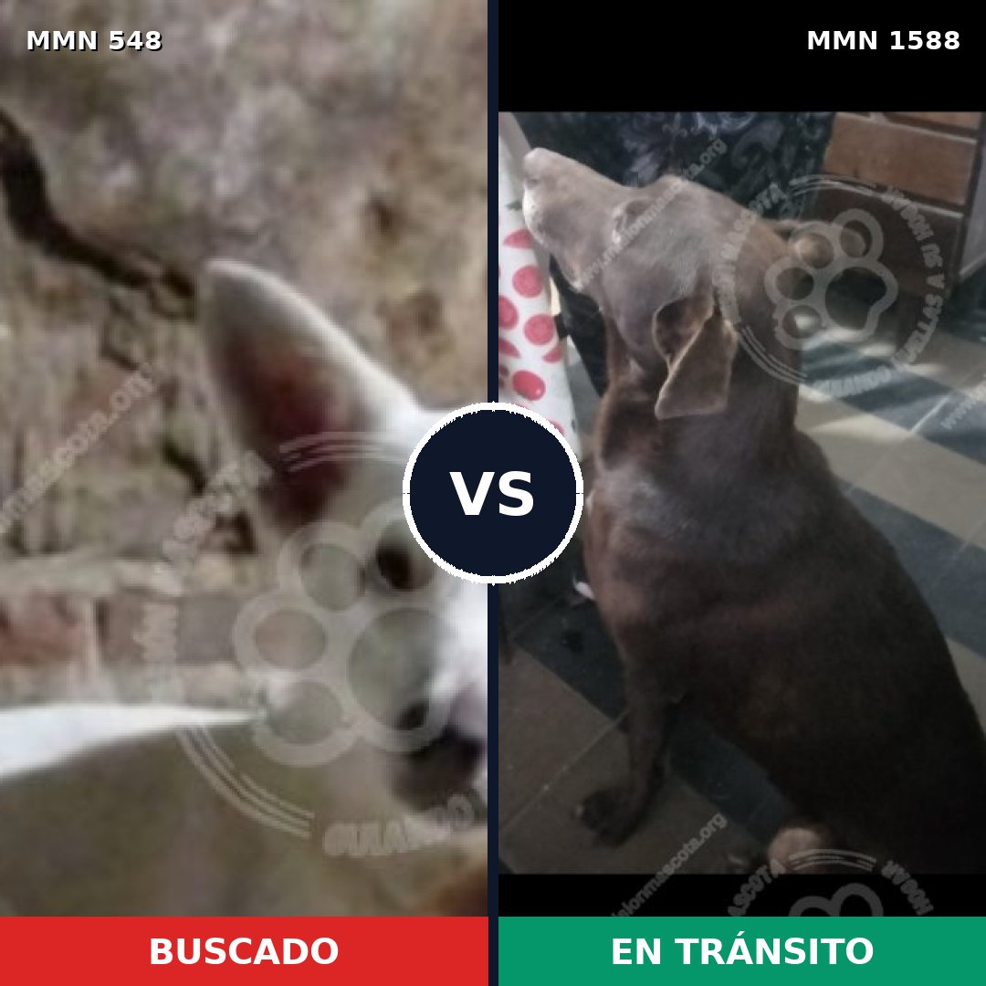 Comparativa MMS 32233: mascota perdida y mascota encontrada, 45% de similitud