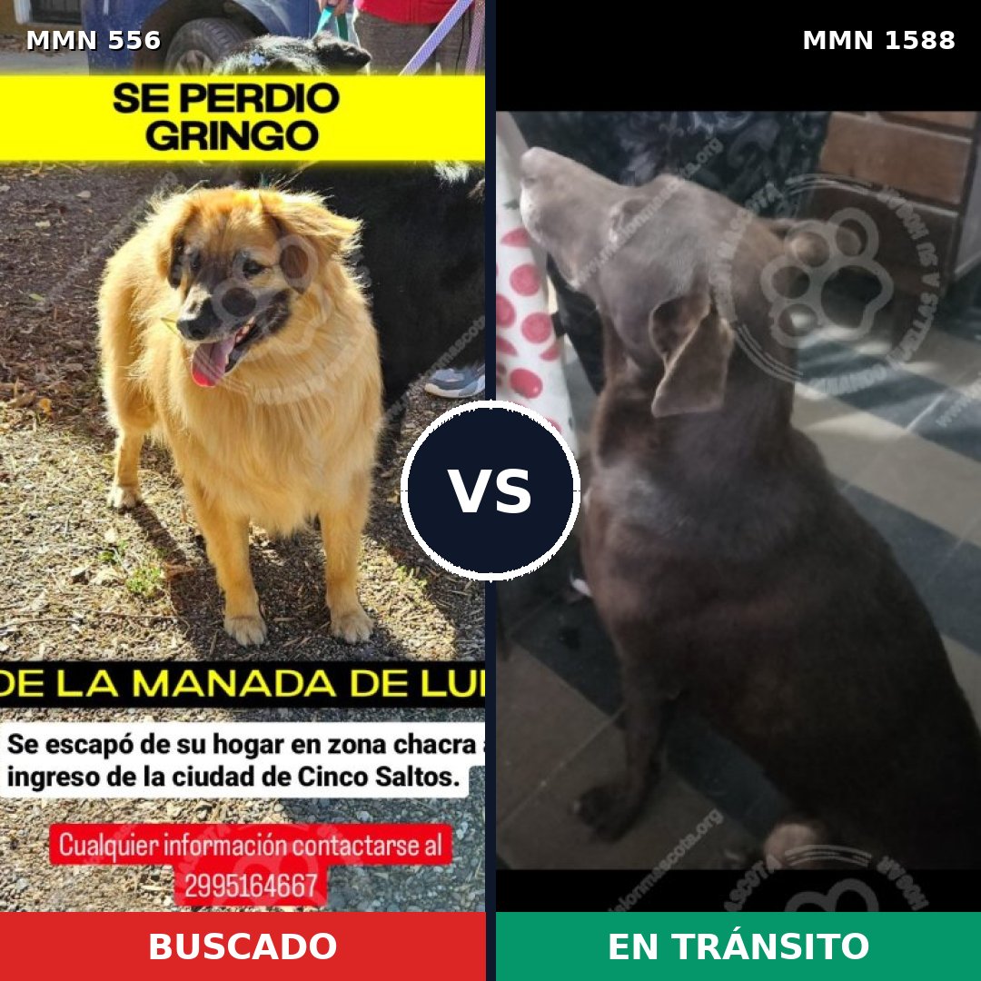 Comparativa MMS 32235: mascota perdida y mascota encontrada, 51% de similitud