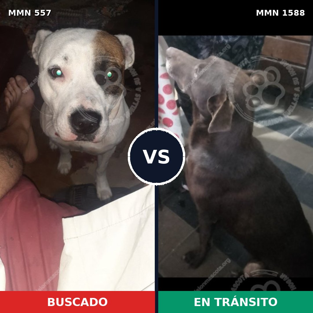 Comparativa MMS 32236: mascota perdida y mascota encontrada, 36% de similitud