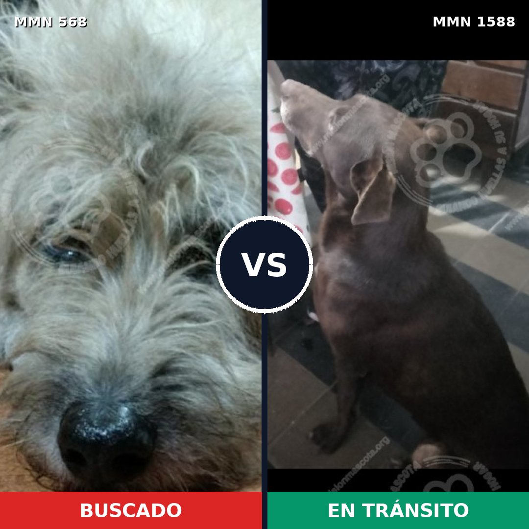 Comparativa MMS 32237: mascota perdida y mascota encontrada, 56% de similitud