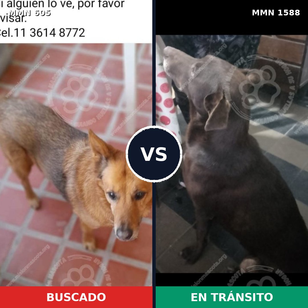 Comparativa MMS 32239: mascota perdida y mascota encontrada, 55% de similitud