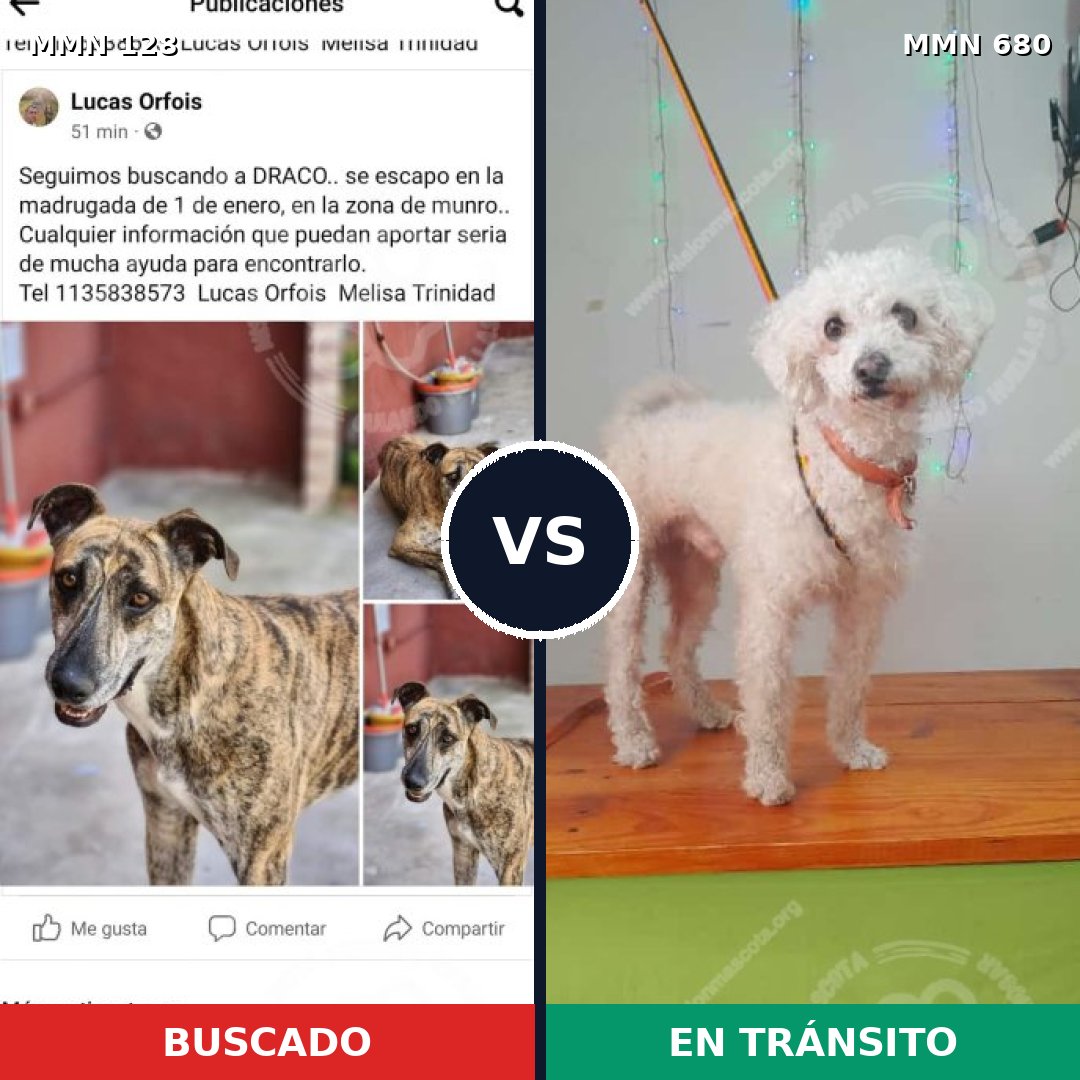 Comparativa MMS 3224: mascota perdida y mascota encontrada, 4% de similitud